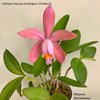 Cattleya Venosa (loddigesii X forbesii).